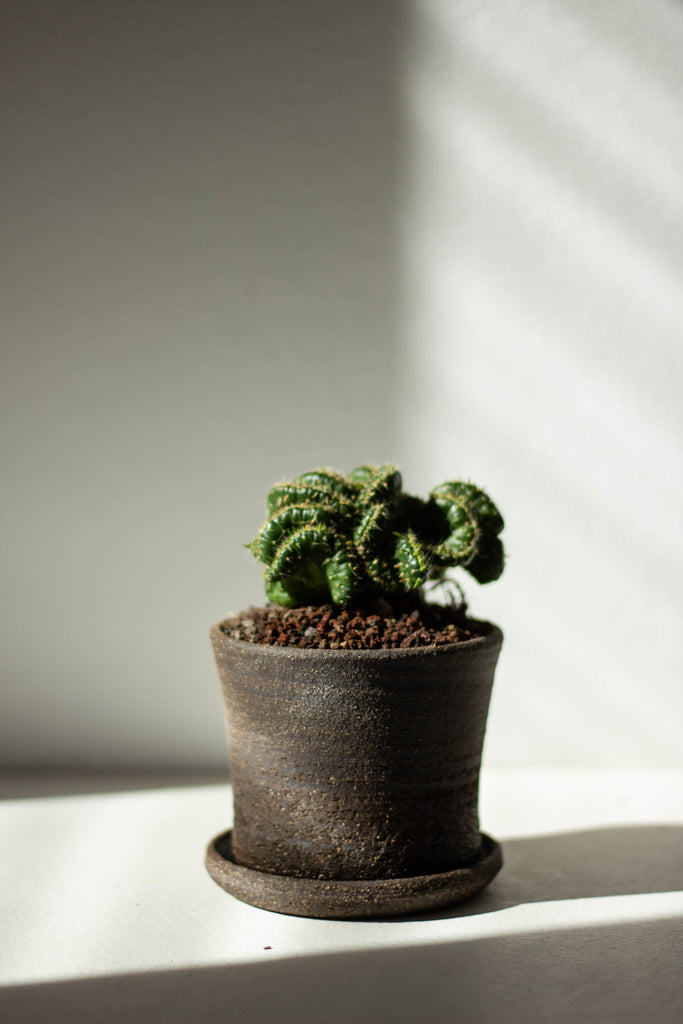 Manganese small plant pot with a cactus